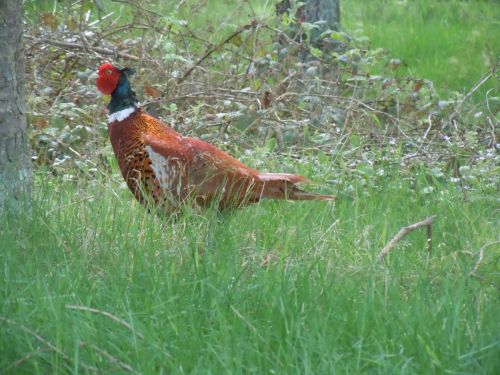 Grouse 2